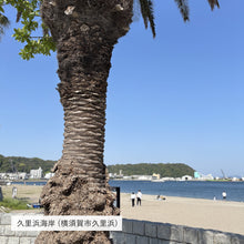 画像をギャラリービューアに読み込む, フォルムオリジナルのバンダナ【彼理(ペリー)来航地図】